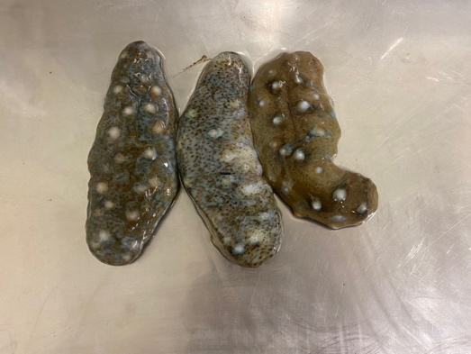 実験材料として入手したナマコ
